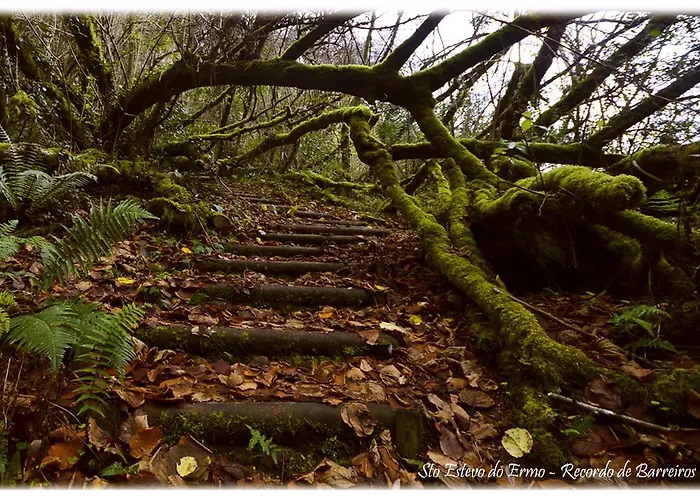 Amadora - Admite Mascotas Barreiros